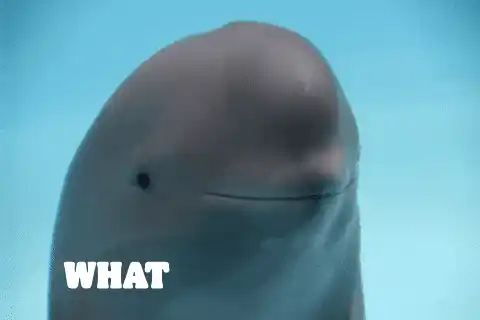 What The Fun Funny