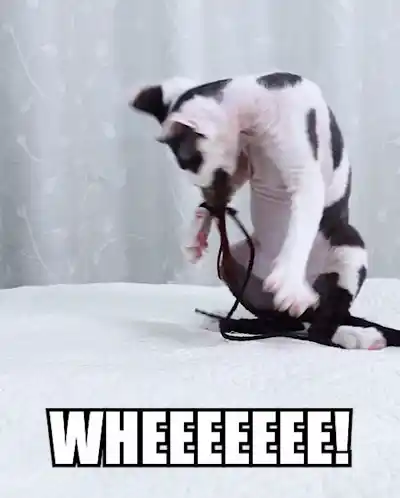 Wheee! Cute Funny Devon Rex Cat Somersaults