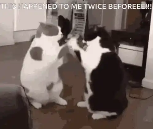 Cats Fighting: Why Bother Weezer
