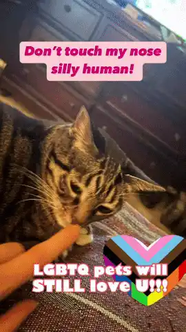 Wow! Cat's Nose Touch & LGBTQ Pet Love