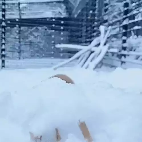 Funny Animated Fox Yeet