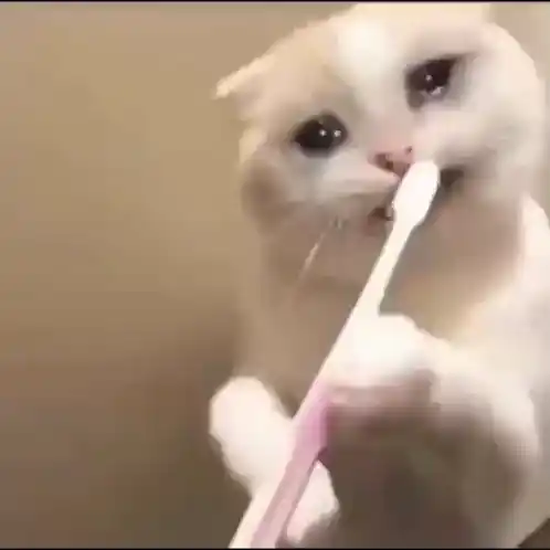 Zonegif Pandlrgif